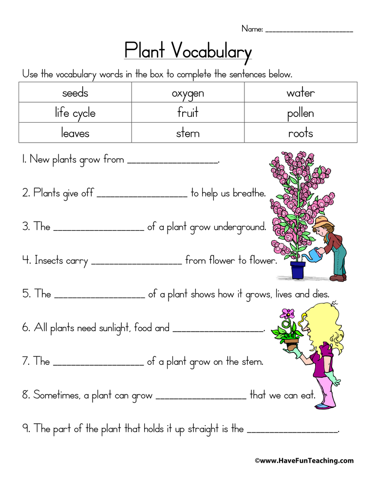 Plant Vocabulary Worksheet  