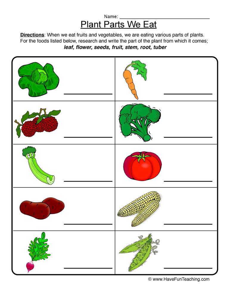 Plant Parts Worksheet  