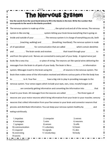 Nervous System Cloze Activity Worksheets