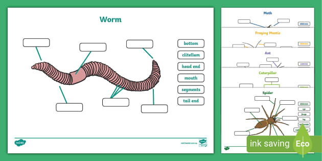 Parts of Bugs Worksheets - Year 1 Science (Lehrer gemacht)